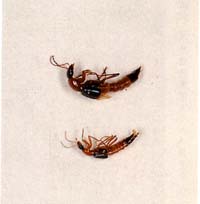 f11.jpg (11038 �Ӧ줸��)